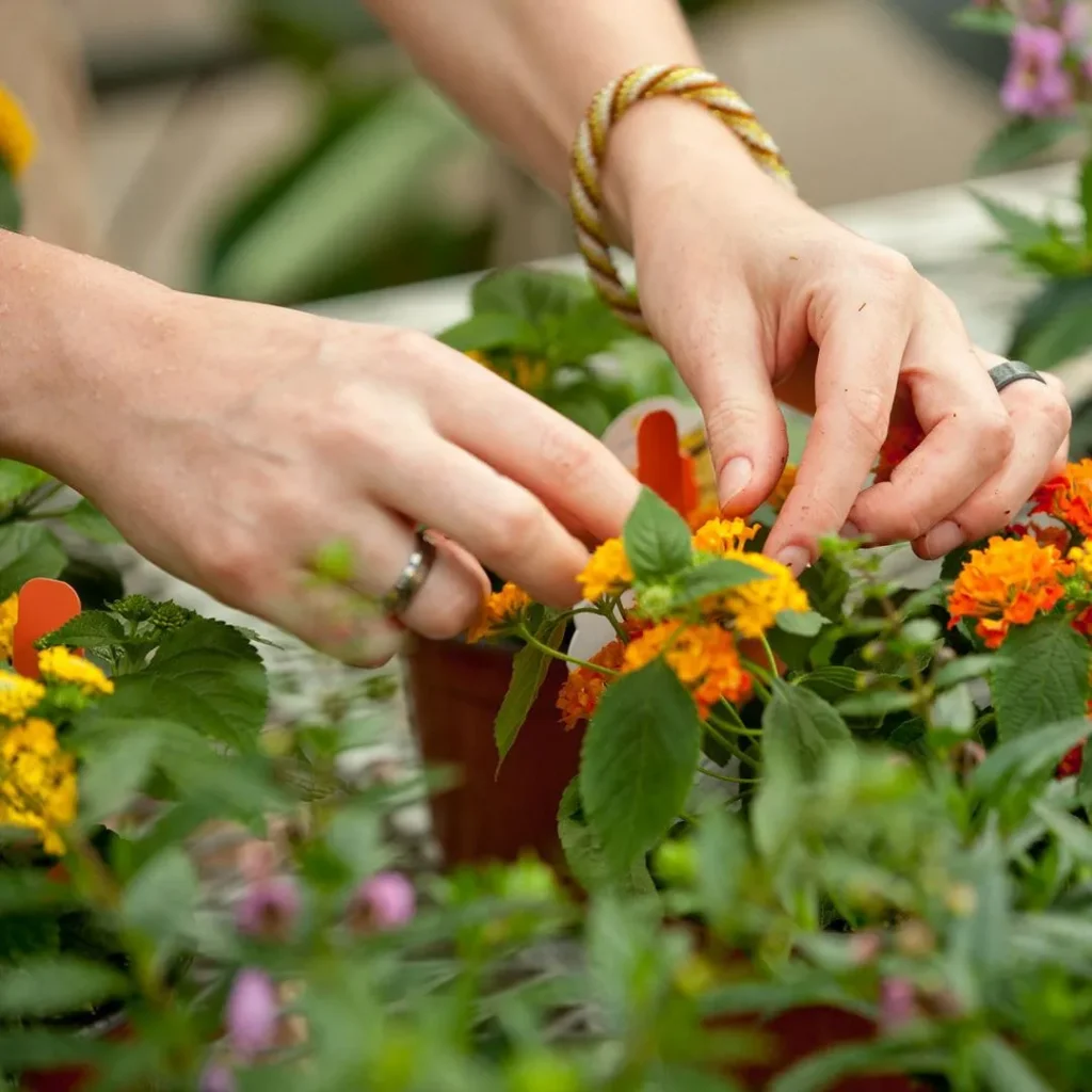 Person tending to a flower
