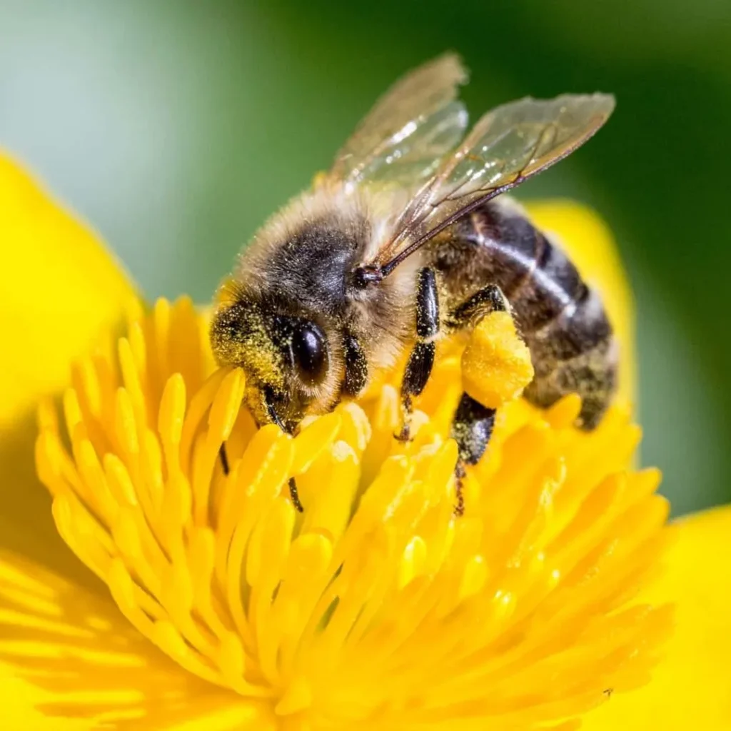 Close-up of a bee on a yellow flower