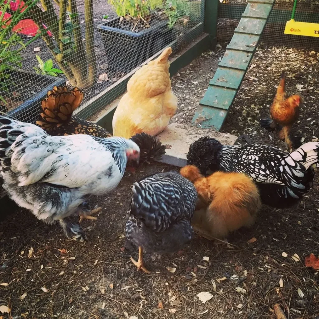 A group of chickens
