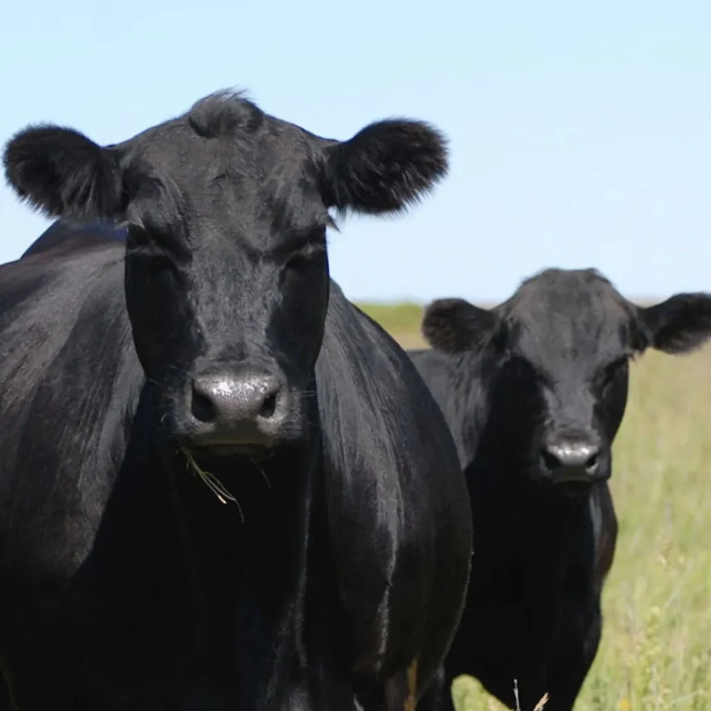 Two black cows