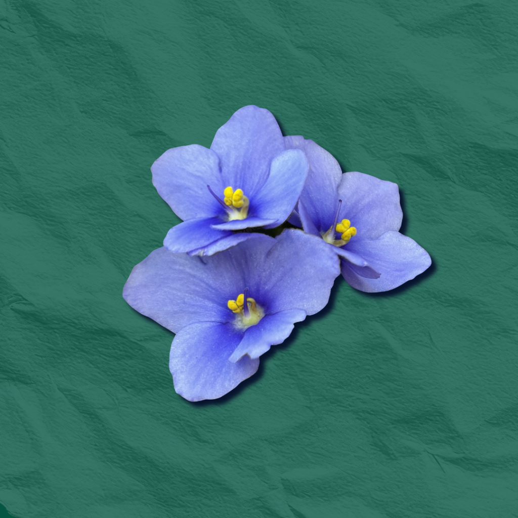 HORTICULTURE