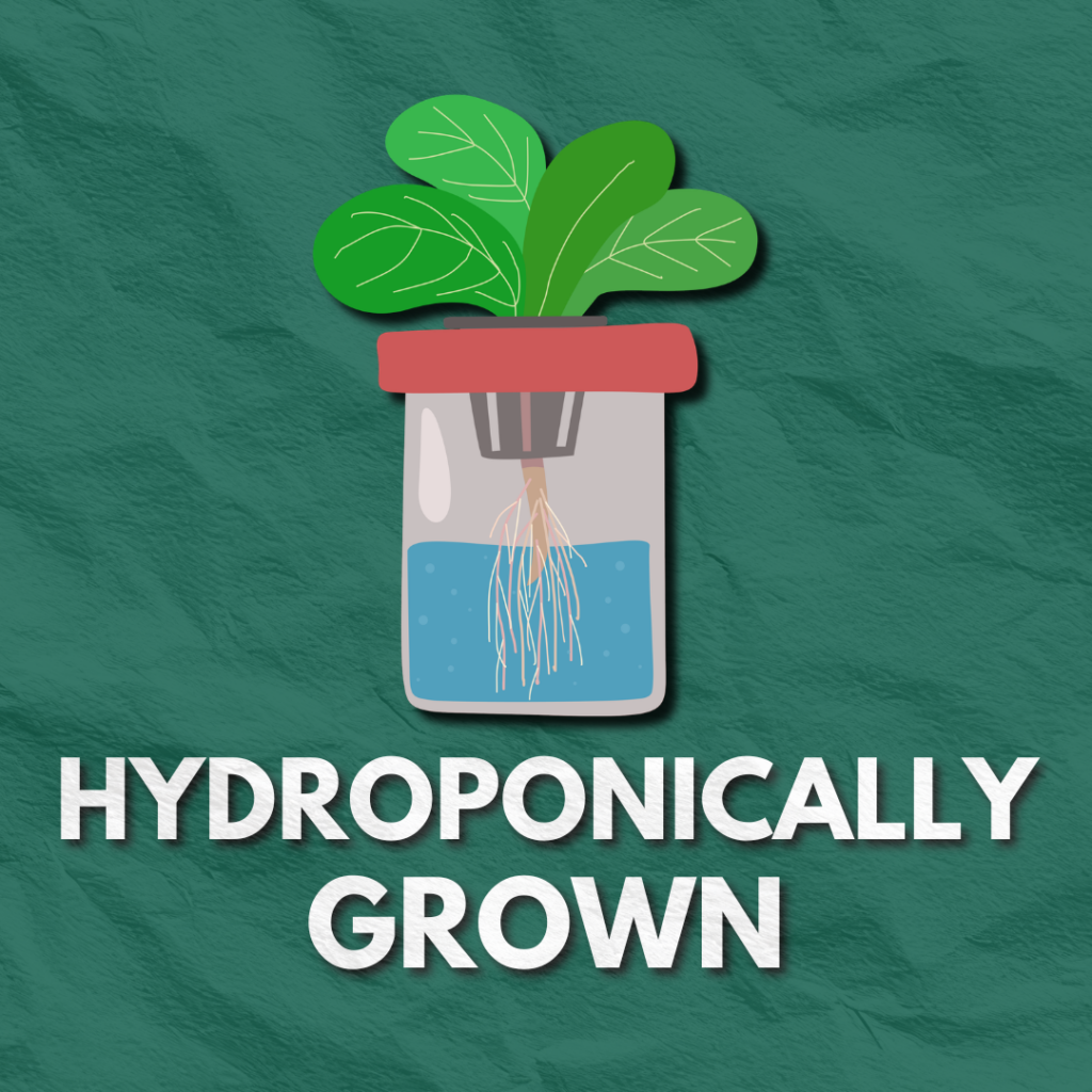 HORTICULTURE 13