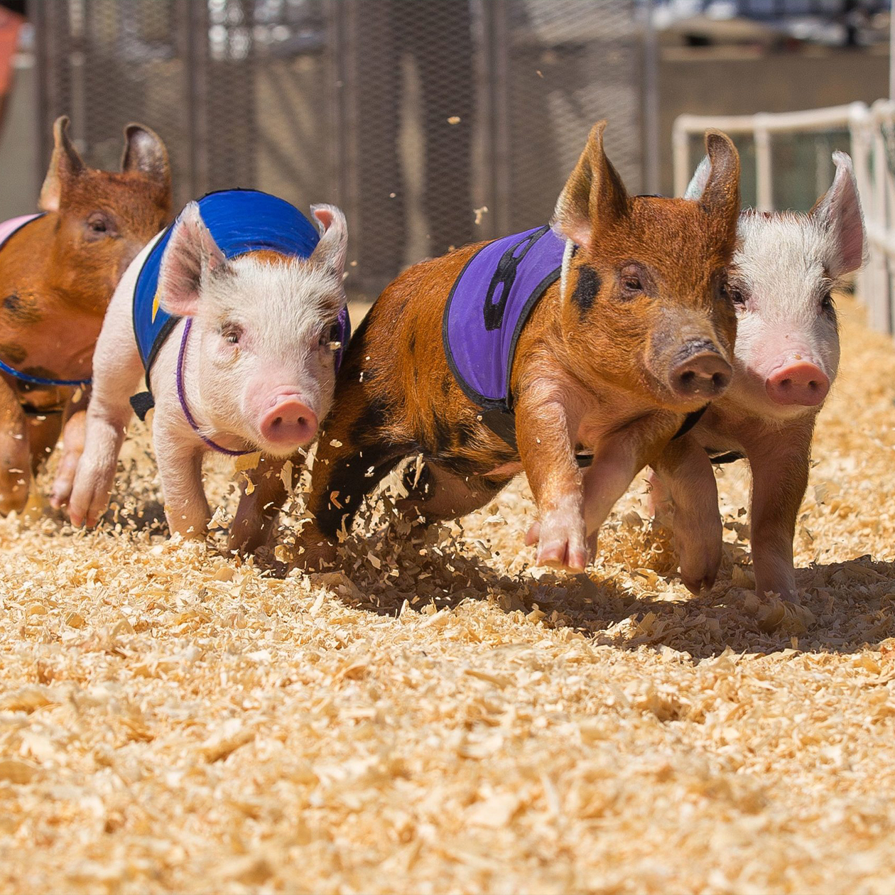 ROBINSONS RACING PIGS